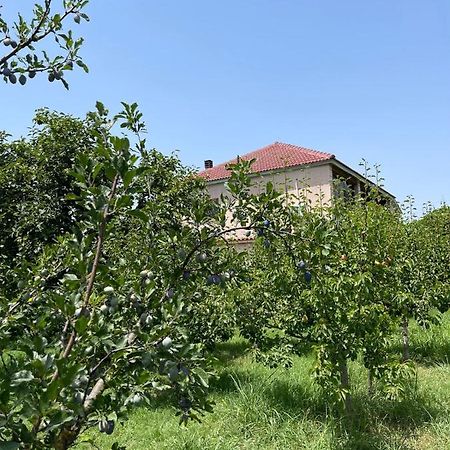Villa Mance Berat Buitenkant foto