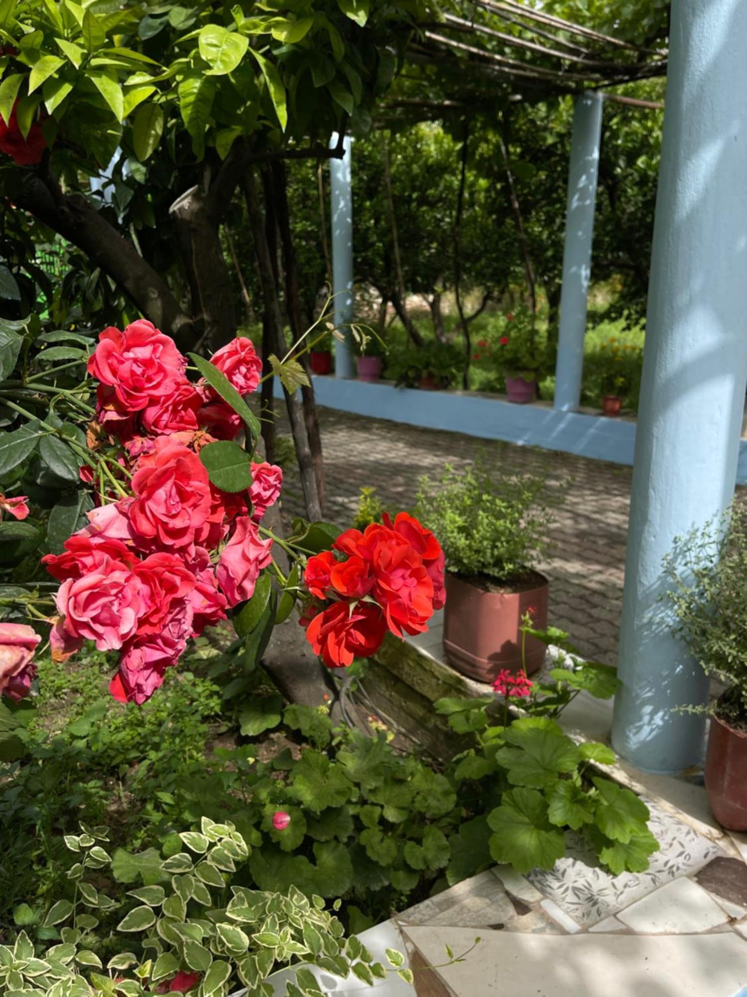 Villa Mance Berat Buitenkant foto