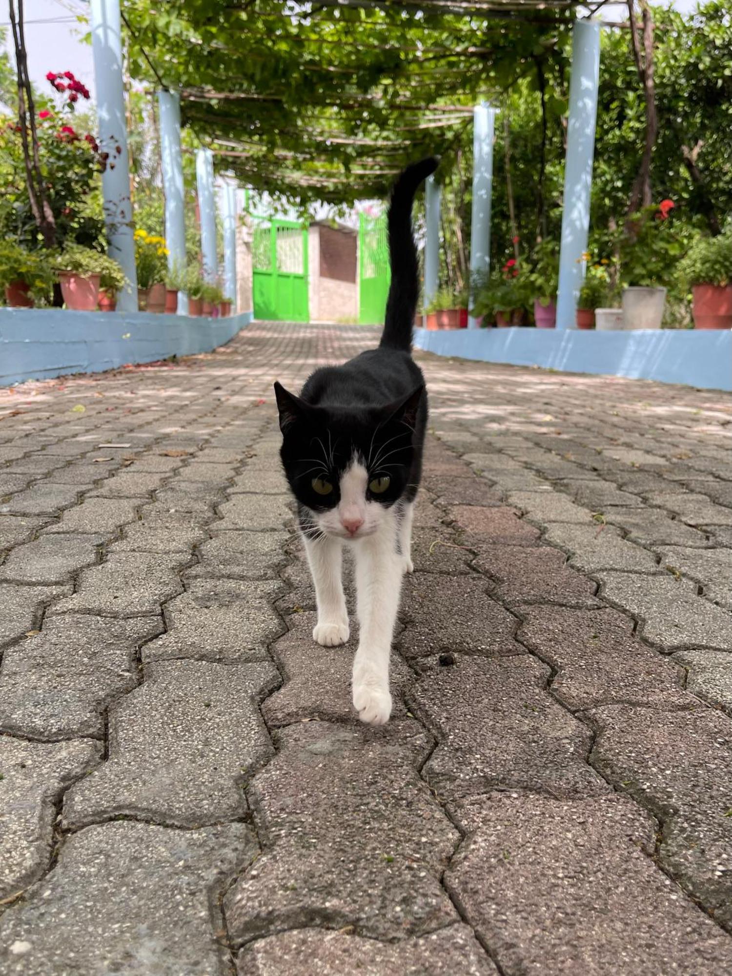 Villa Mance Berat Buitenkant foto