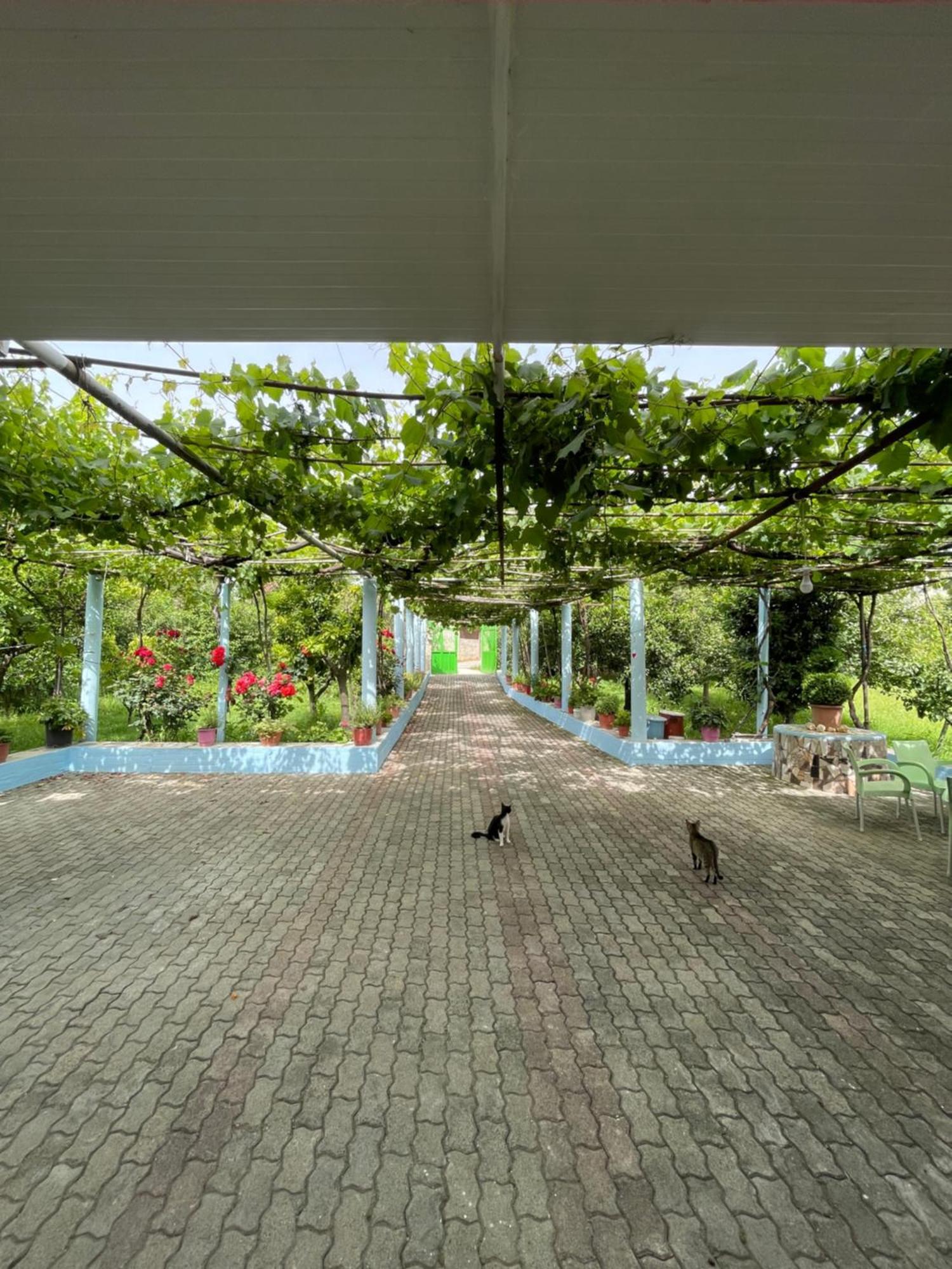Villa Mance Berat Buitenkant foto